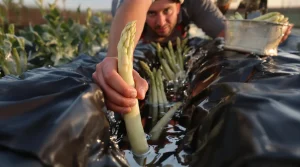 De la cueillette à l’aube au bain glacé : le ballet quotidien pour produire l’asperge parfaite