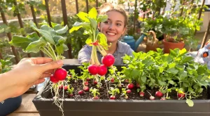 « Je savais que ça allait très vite » : ces variétés semées mi-avril se récoltent en moins d’un mois