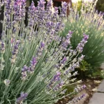 Les meilleurs jardiniers attendent ce signal pour tailler la lavande en avril : la floraison sera plus belle