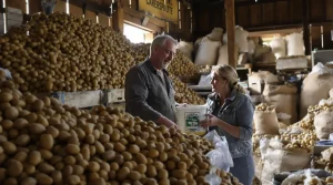 Pas-de-Calais : plutôt que de les jeter, un agriculteur offre gratuitement ses pommes de terre invendues