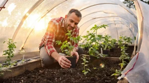 Tomates : la fenêtre idéale pour les planter en pleine terre que trop de jardiniers ratent